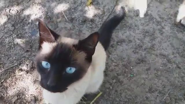 Кот с Очень Красивыми Глазами🐱😊 смотреть онлайн