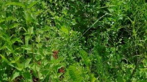 Заброшенная дача с чего начать