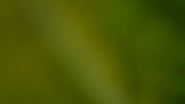 Сорт Сирия! смотреть онлайн