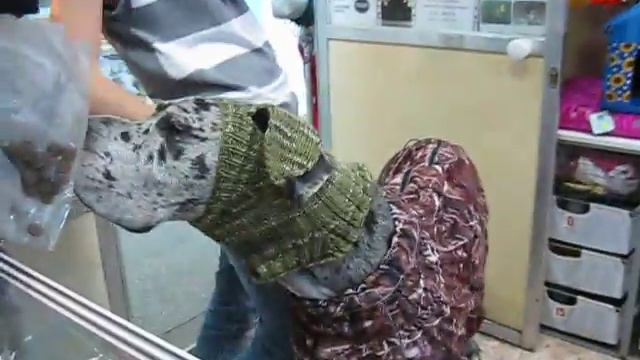 Собачий шопинг