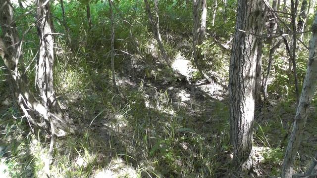 Первые грибы. Гриб ПОДОСИНОВИК. Начало грибного сезона смотреть онлайн