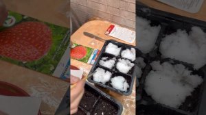 Тристар, Женева посадка семян клубники