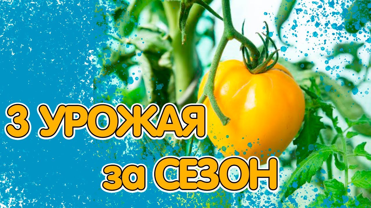 3 УРОЖАЯ В ТЕПЛИЦЕ ЗА СЕЗОН - ЛЕГКО!.mp4 смотреть онлайн