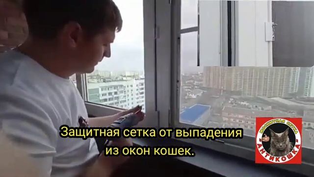 Защитная сетка от выпадения из окон кошек. #антикошка #краснодар #кошки #коты #котята #окна #cat