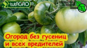 ЗАЩИТА ТЕПЛИЦЫ и ОГОРОДА ОТ САМЫХ ОПАСНЫХ ВРЕДИТЕЛЕЙ. Совка, моль и иже с ними. Защитите свой урожай