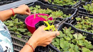 ЗЕМЛЯНИКА САДОВАЯ (КЛУБНИКА): ПРАВИЛЬНАЯ ОБРЕЗКА В АВГУСТЕ И ОСЕНЬЮ