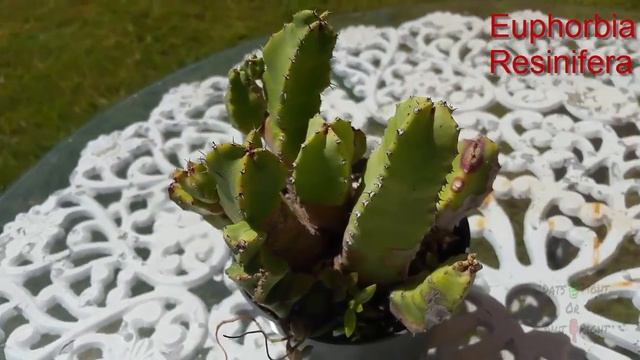 Euphorbia Resinifera смотреть онлайн