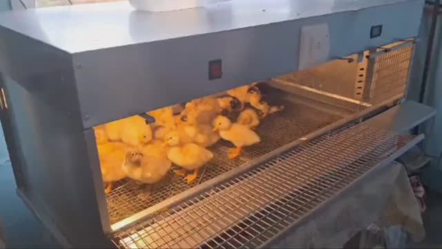 Брудер для утят _Профессионал Ультра_ 95 БР-1 смотреть онлайн