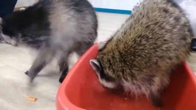 Один день из жизни Домашних Енотов в Сибири смотреть онлайн