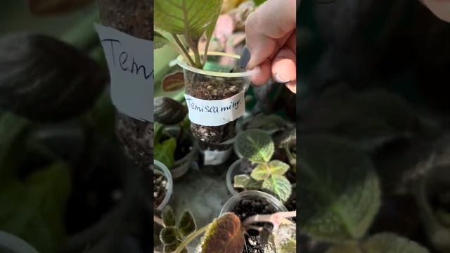 «Цветочки от Дарьи (Данечка). Эписции и др.»  Сортовые Эписции в Москве» смотреть онлайн