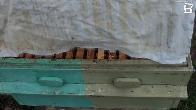 НАДЕЖНАЯ ОБСУШКА РАМОК. РАМКИ ПОСЛЕ ОТКАЧКИ МЕДА. ЛЮБИТЕЛЬСКОЕ ПЧЕЛОВОДСТВО ДЛЯ НАЧИНАЮЩИХ