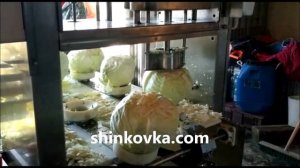 ? Удалитель кочерыжек из капусты автоматический конвейерный