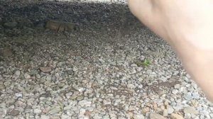 Как гниёт инфинити фх 35 2005 года, How corroding Infinity fh 35  2005