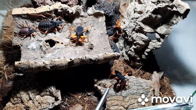 Клоп - хищнец Psytalla horrida. Assassin bug Psytalla horrida. #клопы смотреть онлайн