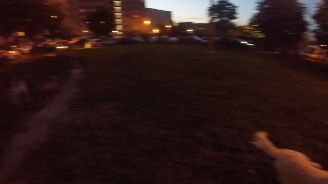 Тест моей новой камеры / Собаки, обзор хаты смотреть онлайн