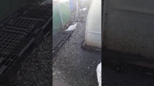 Утиная ферма на сорока квадратных метрах