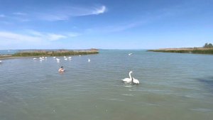 КУПАЕМСЯ С ЛЕБЕДЯМИ🦢ОЗЕРО БАЛАТОН/ВЕНГРИЯ🇭🇺
