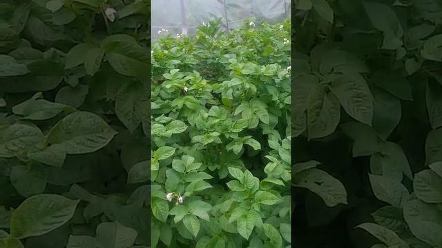 Совмещенные посадки. Хорошо или плохо? смотреть онлайн