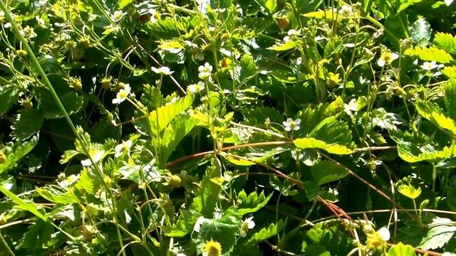 Земляника лесная «Wild strawberry» «Alpine strawberry» смотреть онлайн