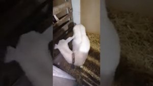 Дневник козы, первокотка определение беременности на 2х недельной сроке