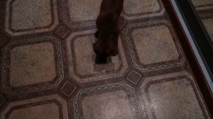 Воспитание|О характере|Цвергпинчер