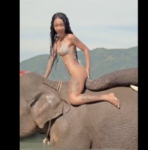 Слон извращенец