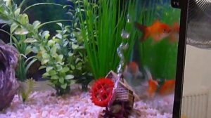 Three goldfish in a tank