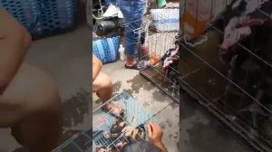 птичий рынок Вьетнаме бойцовые петухи