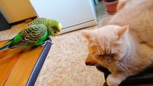 Говорящий попугай любит поговорить с котом