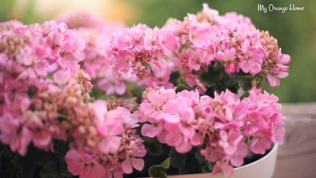 Балконные цветы. Сухоцветы. Годовщина свадьбы. СУБТИТРЫ