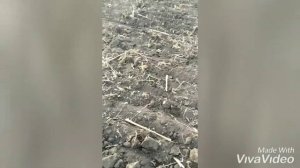 Дисковка земли после подсолнечника. Подготовка к посеву озимой пшеницы.