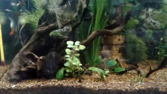 аквариум 75 литров смотреть онлайн