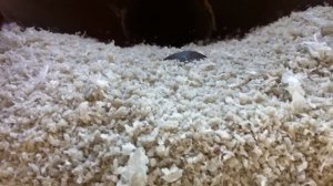 Процесс производства гранулы ПВД