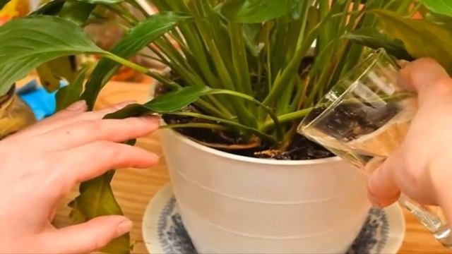 Подкормка комнатных цветов домашними средствами.