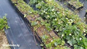 Клубника. Сорт Мальга. Обзор. Belklubnika.by.mp4