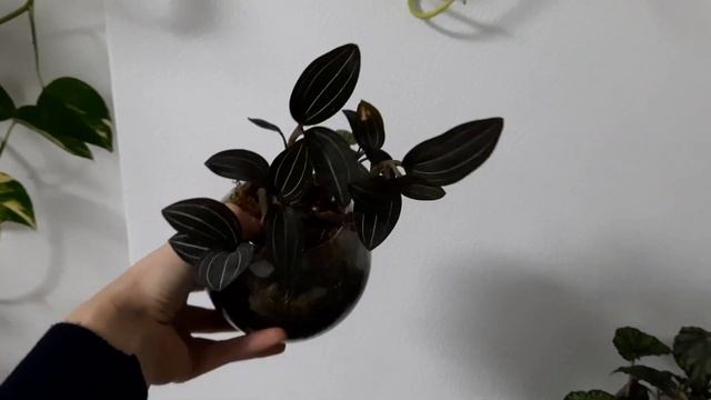 Мои растения, мини обзор комнатных растений на столе. Укротила лудизию. смотреть онлайн