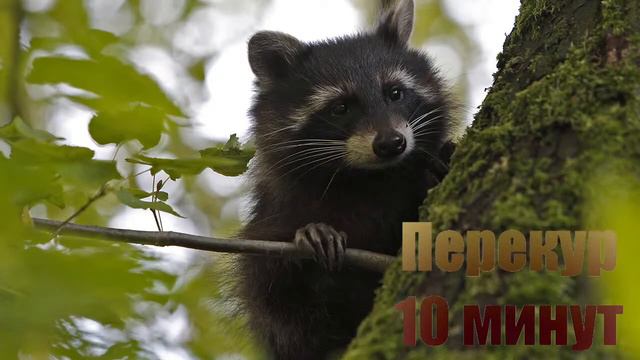 Стрим для того что бы забыться смотреть онлайн