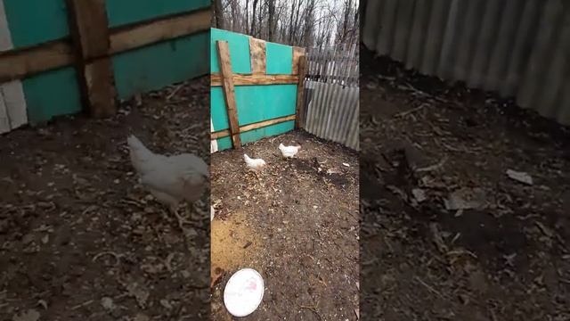 На сколько выгодно держать кур? | Себестоимость яйца