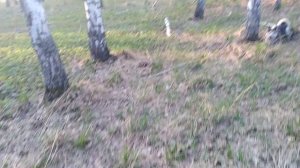 Умка в поисках