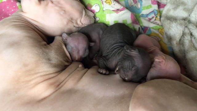 Котята Канадского Сфинкса в 5 дней??? смотреть онлайн