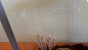 Содержание паука-птицееда. Как переселить паука-птицееда? Заселение Brachypelma smithi.