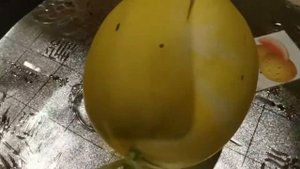 Обзор на дыню Фестиваль Оранж