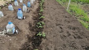ВАЖНЫЕ МОМЕНТЫ ПРИ ВЫСАДКЕ РАССАДЫ КОРНЕВОГО СЕЛЬДЕРЕЯ