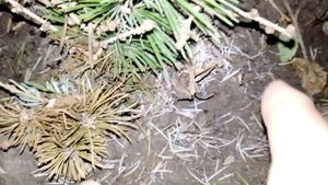 укоренить черенковать  атласский   гималайский кедр