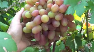 Сорт Винограда Юлиан. Урожай. Виноград 2018