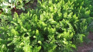 Чтобы грядка была урожайной, как проредить морковь