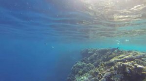 Monte Carlo Sharm El Sheikh Resort & Spa 5 Риф на пляже отеля