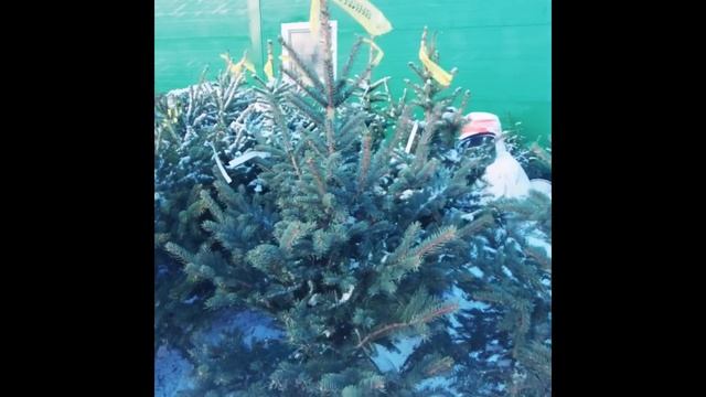 19 декабря 2022. Ель Глаука в горшке смотреть онлайн