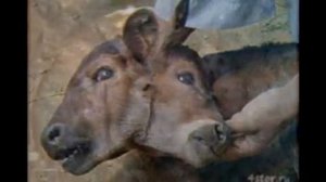 Мутации людей и животных после аварии в чернобыле