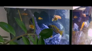 Африканские цихлиды. Мбуна.